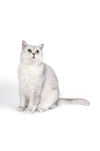 Portrait of cat sitting on white background