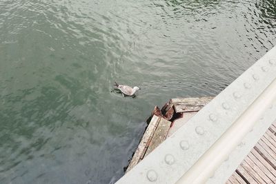 High angle view of seagulls on pier