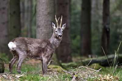 Deer in a forest