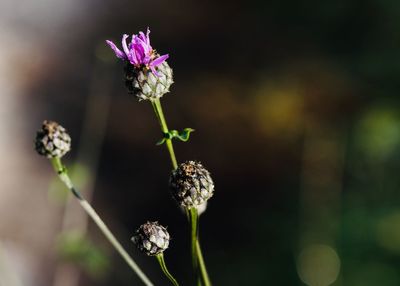 Close-up of wilted flower