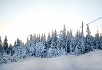 Pine trees on snow covered land against sky