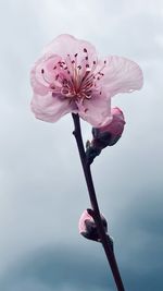 Close-up of flower