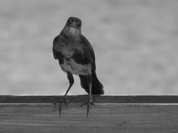 View of bird perching on wood