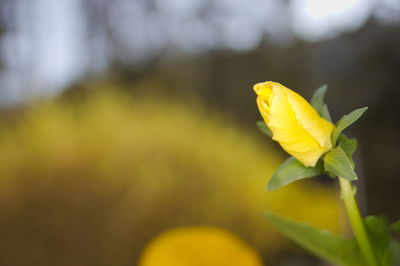 Close-up of yellow flower