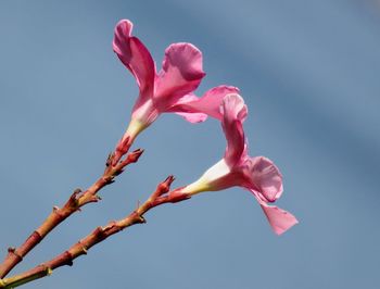 Low angle view of pink cherry blossom against clear sky