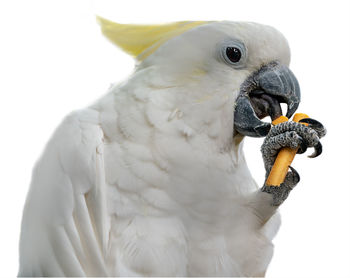 Close-up of cockatoo against white background