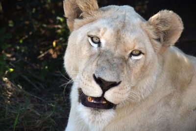 Close-up of lioness