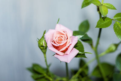 Close-up of pink rose