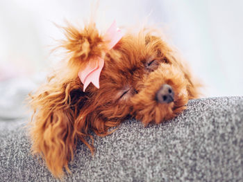 Close-up of a dog at home