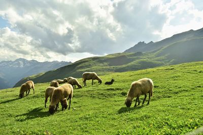 Sheeps grazing in a field