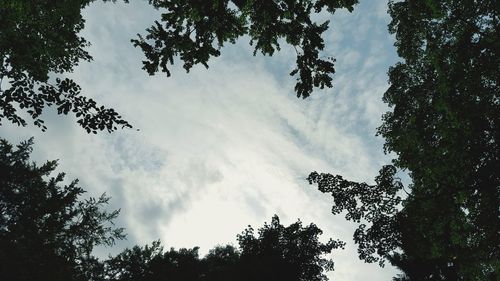 Low angle view of silhouette trees against sky