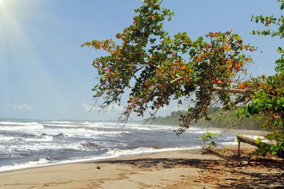 Tree on beach against sky