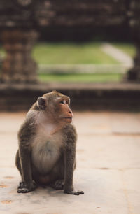 Monkey looking away at temple