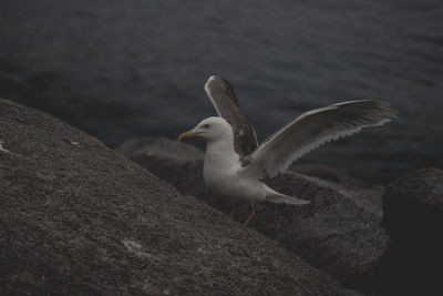 Seagulls flying over sea