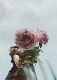 Close-up of pink rose plant