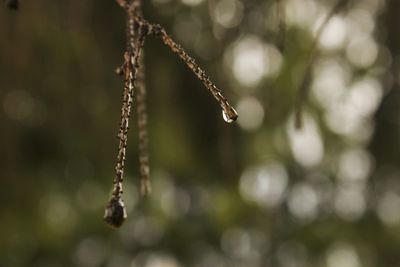 Close-up of water drops on twig