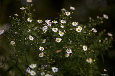 Close-up of white flowering plants