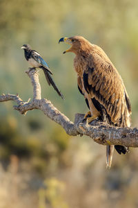 Close-up of golden eagle perching on branch