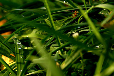 Close-up of wet grass