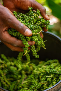 Close up of black pepper put into a bucket