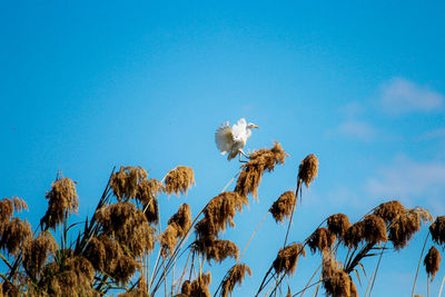 Low angle view of plants against clear blue sky