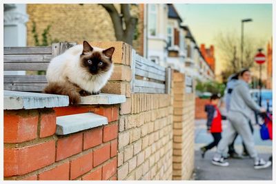 Cat on wall in city