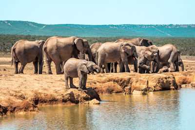 Elephants at lakeshore in forest