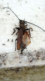 Close-up of insect on snow