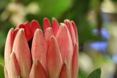 Close-up of red flower