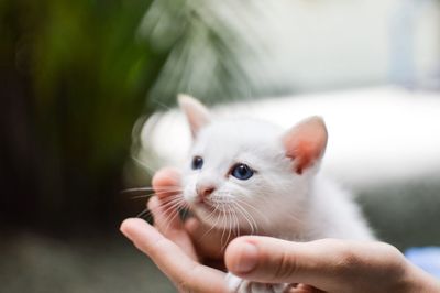 Cat with blue eye in hand