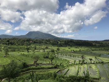 Scenic view of agricultural field against sky