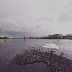 View of birds in sea against cloudy sky