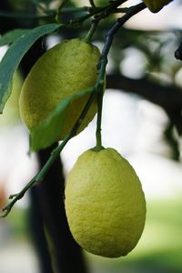 Close-up of fruits hanging on tree