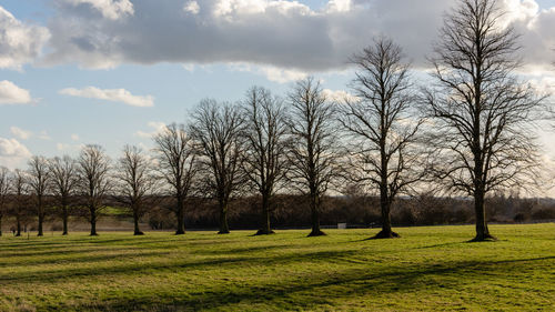 Bare trees on field against sky
