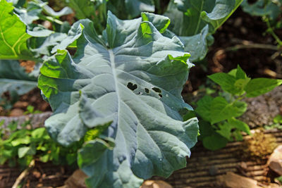 Close-up of fresh green leaves