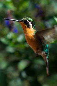 Close-up of a bird