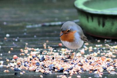 Close-up of birds perching on water