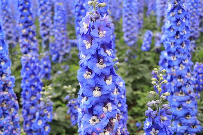 Close-up of purple flowering plants