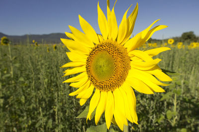 Close-up of sunflower blooming on field against sky