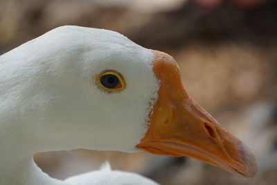 Close-up of a bird