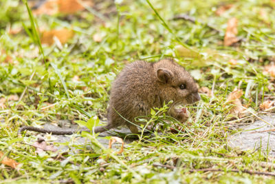 Close-up of squirrel on field