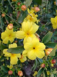 Close-up of yellow flowering plants