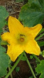 Close-up of yellow flower