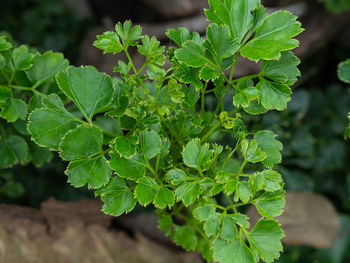 Close-up of fresh green plant