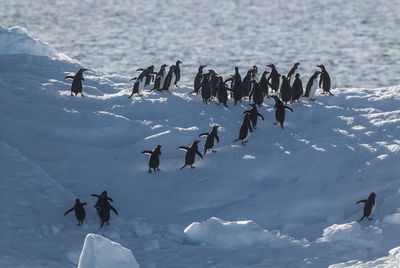 High angle view of birds in sea