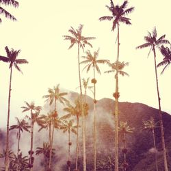 Low angle view of palm trees by mountain during foggy weather