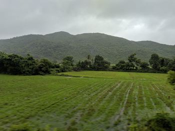 Scenic view of agricultural field against sky