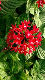 Close-up of red flowers