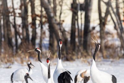 Flock of birds on snow covered land