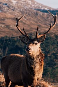 Portrait of deer standing on field